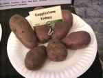 tubers, kepplestone-kidney